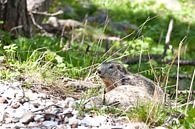 Provence, marmot by Rene du Chatenier thumbnail
