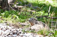 Provence, marmot
