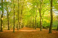Pad door een beukenbos met bruine bladeren op het bos van Sjoerd van der Wal Fotografie thumbnail