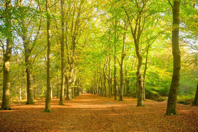 Pad door een beukenbos met bruine bladeren op het bos van Sjoerd van der Wal Fotografie