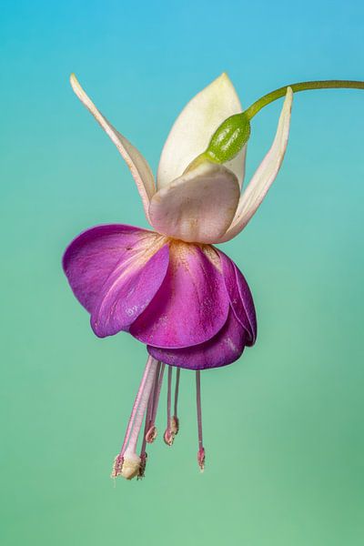 Fuchsia 5 par Pieter van Roijen
