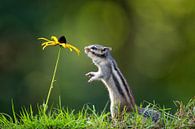 Squirrel with yellow flower by Henk Bogaard thumbnail
