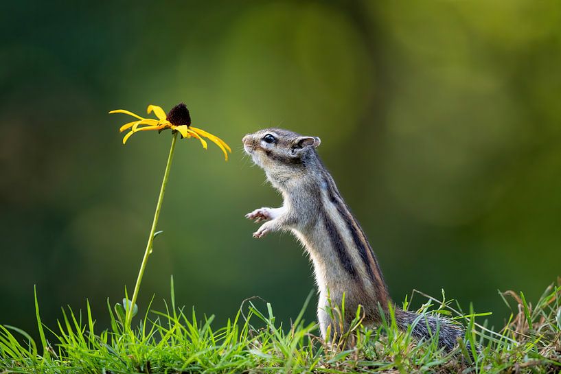 Squirrel with yellow flower by Henk Bogaard