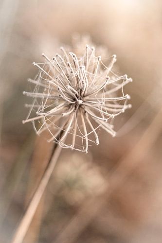 Fleur séchée en hiver sur Sandra Koppenhöfer