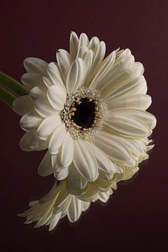 Peace and simplicity: White Gerbera peace with burgundy background by Marjolijn van den Berg