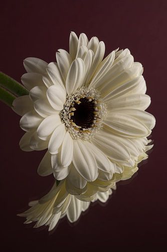 Rust en eenvoud: Witte Gerbera rust met bordeauxrode achtergrond