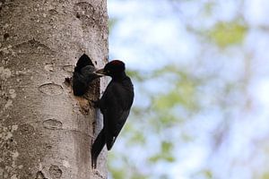 Zwarte specht ( Dryocopus martius ) voedt jong nestjong, Schwäbische Alb Duitsland van Frank Fichtmüller