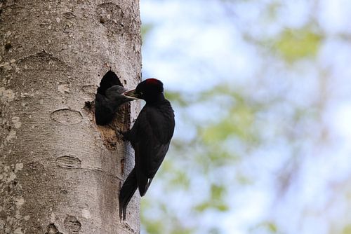 Zwarte specht ( Dryocopus martius ) voedt jong nestjong, Schwäbische Alb Duitsland