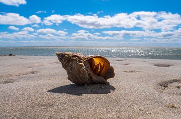 beach summer shells beach, summer shells. by suuspixs