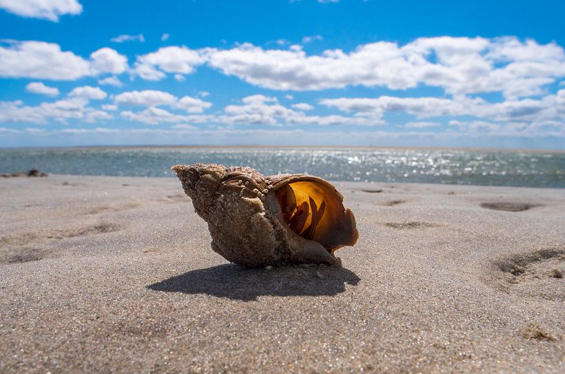 Strand Sommermuscheln Strand, Sommermuscheln. von suuspixs