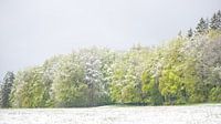 paysage forestier dans des tons de vert frais avec une fine couche de neige