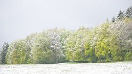 boslandschap in fris groenen tinten met een dun laagje sneeuw van Desirée Couwenberg