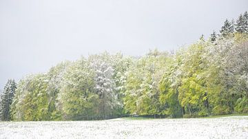 boslandschap in fris groenen tinten met een dun laagje sneeuw