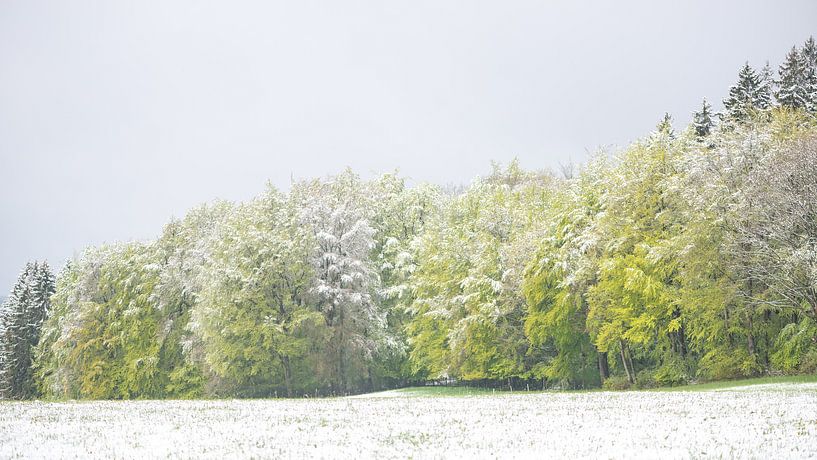 forest landscape in fresh shades of green with a thin layer of snow by Desirée Couwenberg