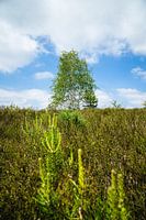 Tree with low vegetation