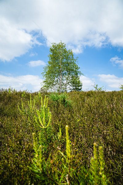 Baum mit niedriger Vegetation von Deborah Zannini