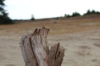 Hout in het zand