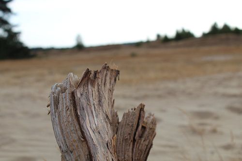Hout in het zand