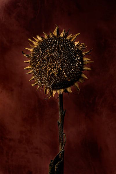 zonnebloem van Ton Dopping