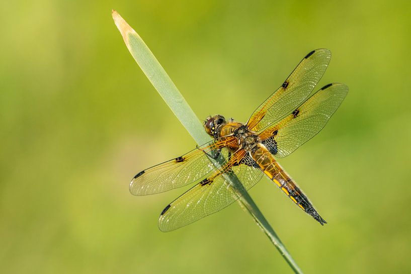 Vierfleck Libelle sitzt auf einem Grashalm von Uwe Ulrich Grün