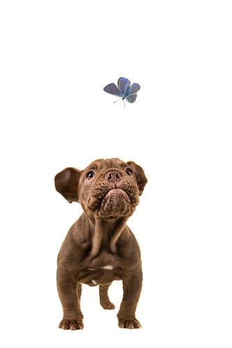 Ich sehe sie fliegen.