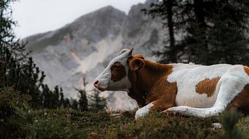 Vache entre les montagnes sur fromkevin