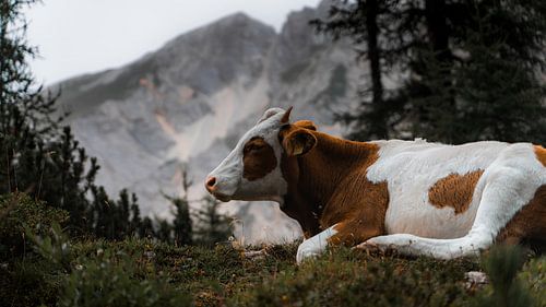 Cow Between The Mountains