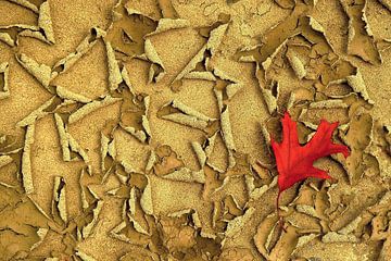 Herbst mit Rotes Blatt von Caroline Lichthart