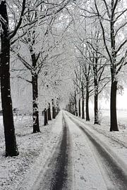 avenue d'hiver avec paysage d'arbres sur Martin Albers Photography