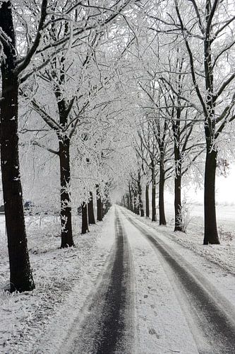 Winterallee mit Baumlandschaft