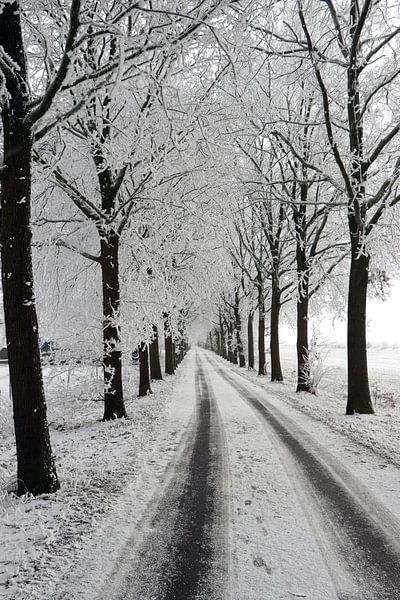 Winterallee mit Baumlandschaft von Martin Albers Photography