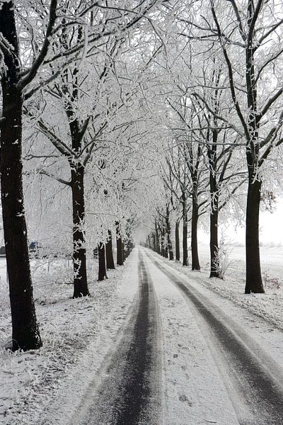 winter laan met bomen landschap van Martin Albers Photography