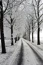 Winterallee mit Baumlandschaft von Martin Albers Photography Miniaturansicht