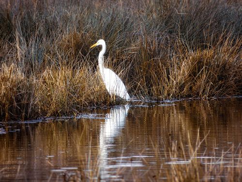 White Heron