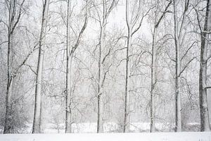 Winterstille in den Dommelbeemden