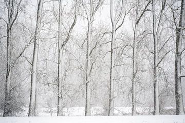 Winter stillness in the Dommelbeemden by Gerry van Roosmalen