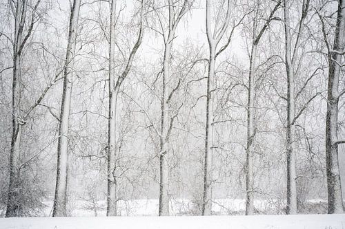 Winter stillness in the Dommelbeemden by Gerry van Roosmalen