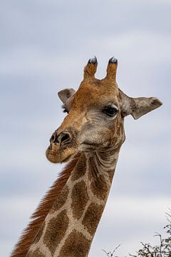 Grote Afrikaanse giraffe in Namibië, Afrika van Patrick Groß