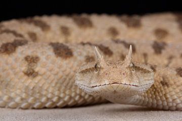 Hoornadder (Cerastes cerastes) van Ronald Pol