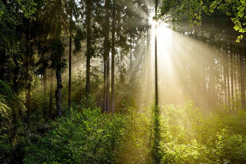 Sonnenaufgang im Wald van Günter Albers