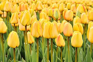 Close-up van gele tulpen in een bloembollenveld van eric van der eijk