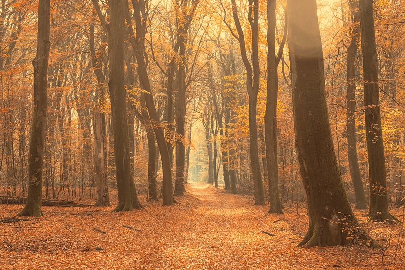 Pad door een mistig bos tijdens een mooie mistige herfstdag van Sjoerd van der Wal Fotografie