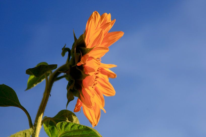 Sunflower by Thomas Jäger