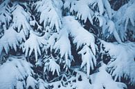 Dennenbomen in de sneeuw Nederland | Kerst en winter collectie 2022 van Denise Tiggelman thumbnail