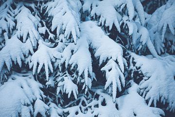 Dennenbomen in de sneeuw Nederland | Kerst en winter collectie 2022 van Denise Tiggelman