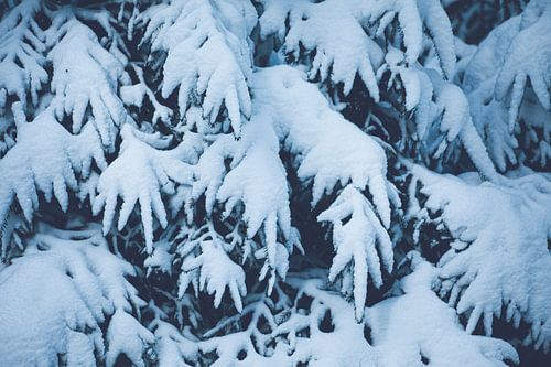 Dennenbomen in de sneeuw Nederland | Kerst en winter collectie 2022