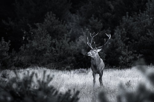 Edelhert – De koning van het donkere bos
