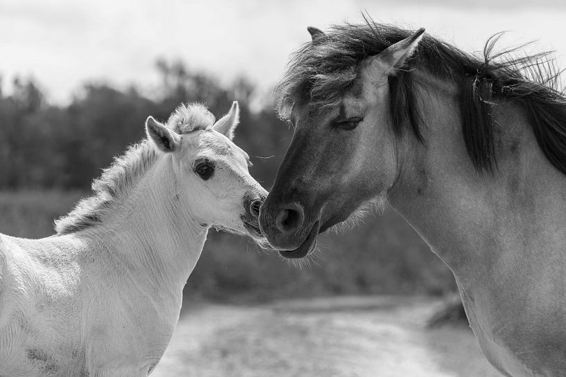 Konik horse with foal by Ans Bastiaanssen