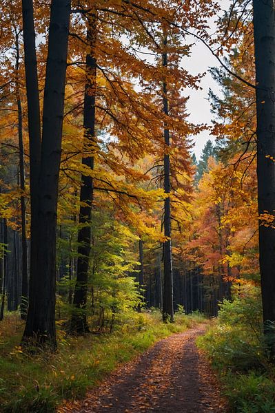 Betoverend herfstbos met kleurrijke bladeren van Art & Soul Creations