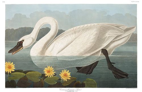Cygne Siffleur